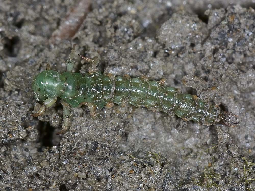 Piccolo mostriciattolo verde: larva di Rhyacophila sp.